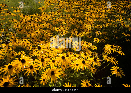 Une touffe (Coneflower Rudbeckia fulgida var. sullivantii 'Goldsturm'), dans un jardin. Touffe de Rudbeckia fulgida dans un jardin. Banque D'Images