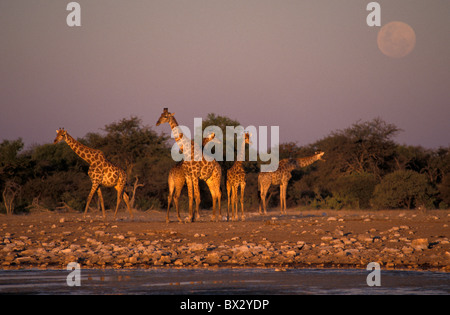 Afrique Giraffa camelopardalis Girafe Etosha National Park Namutoni Afrique Namibie Klein Waterhole Waterhole Banque D'Images