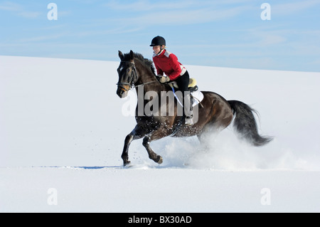 Jeune cavalier galopant sur le dos d'un cheval bavarois dans la neige profonde dans le sud de la Bavière (Allemagne) Banque D'Images