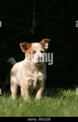 Australian Cattle Dog Puppy Banque D'Images