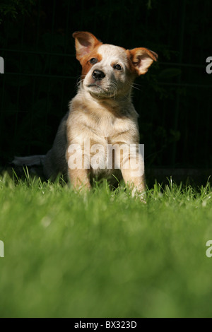 Australian Cattle Dog Puppy Banque D'Images