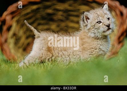 Lynx lynx lynx eurasien jeune animal jeune deux mois vieille herbe panier animaux animal Allemagne Europe Bavari Banque D'Images