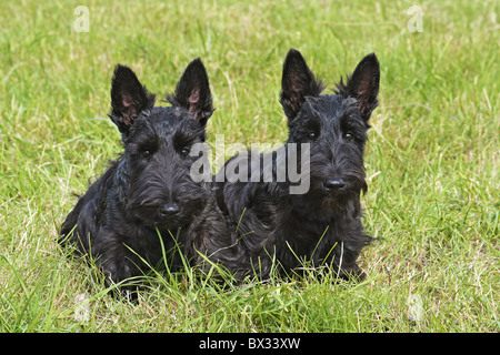Deux jeunes chiens de terrier écossais on meadow Banque D'Images