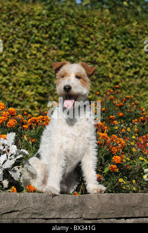 Le Fox Terrier à poil dur - chien assis Banque D'Images