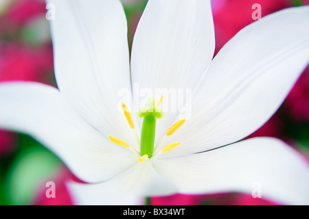 Extreme close-up d'un lys blanc avec fond rose Banque D'Images