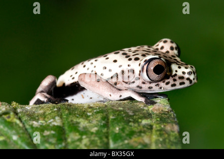 "Hyla geographica', juvénile, de l'Equateur Banque D'Images