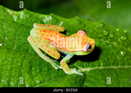 "Hyla punctata' grenouille d'arbre de l'Equateur Banque D'Images