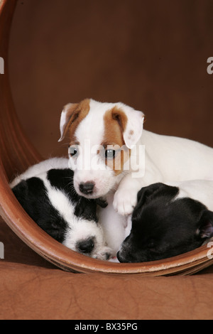 Chiots Jack Russell Terrier Banque D'Images