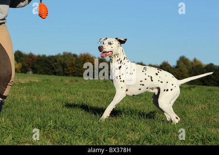 Jouant de la Dalmatie Banque D'Images