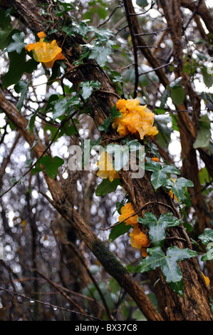 Champignon champignons cerveau jaune Banque D'Images