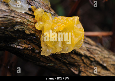 Champignon champignons cerveau jaune Banque D'Images