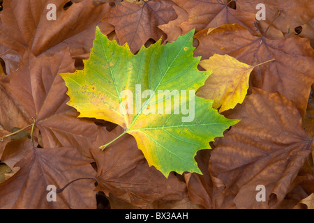 Les feuilles de platane d'automne Banque D'Images