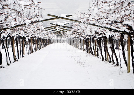 Vignobles dans la neige en hiver Banque D'Images