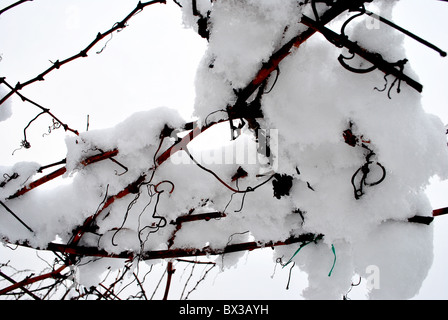 Vignobles dans la neige en hiver Banque D'Images