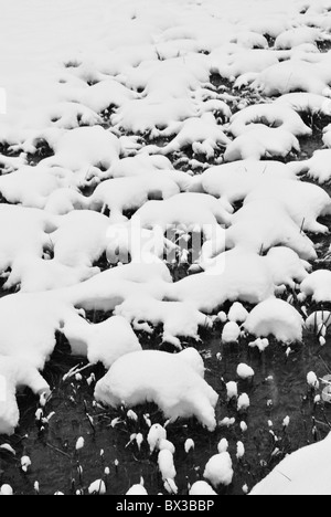 Snowy prairie traversée par petit ruisseau Banque D'Images