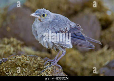 Portrait d'une réorganisation de Starling (Creatophora cinerea) sur une branche. La photo a été prise dans le parc national Kruger, Afrique du Sud. Banque D'Images