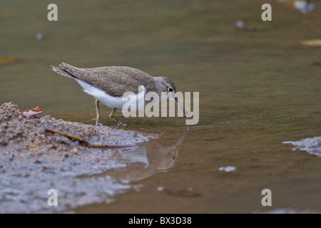 Portrait d'un chevalier grivelé (Actitis hypoleucos) à un trou d'eau. La photo a été prise dans le parc national Kruger, Afrique du Sud. Banque D'Images