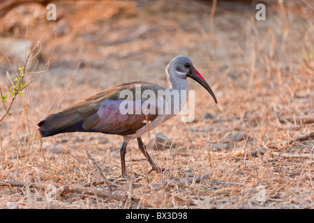 Portrait d'une (Bostrychia hagedash Ibis hagedash) dans le bush. La photo a été prise dans le parc national Kruger, Afrique du Sud. Banque D'Images