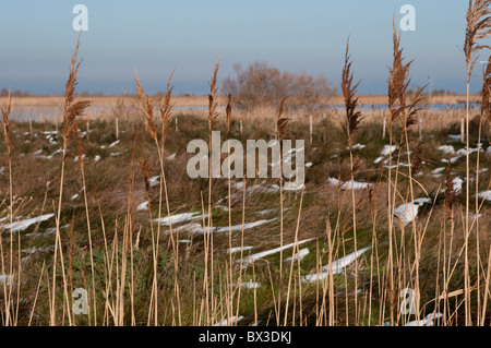 Plaques de neige entre les roseaux en Camargue, France Banque D'Images