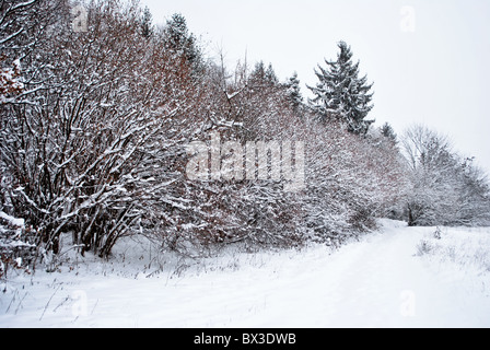 Neige dans la forêt enchantée de mélèze et de pin Banque D'Images