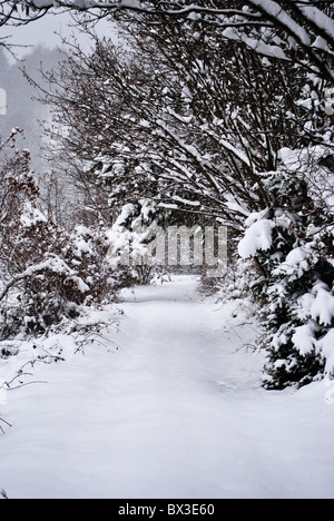 Neige dans la forêt enchantée de mélèze et de pin Banque D'Images