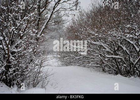 Neige dans la forêt enchantée de mélèze et de pin Banque D'Images