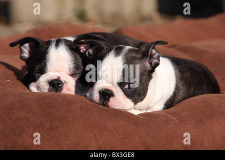 Boston Terrier chiots Banque D'Images