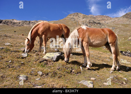 Cheval sur champs verts dans le parc naturel des Dolomites dans le Val Senales Banque D'Images