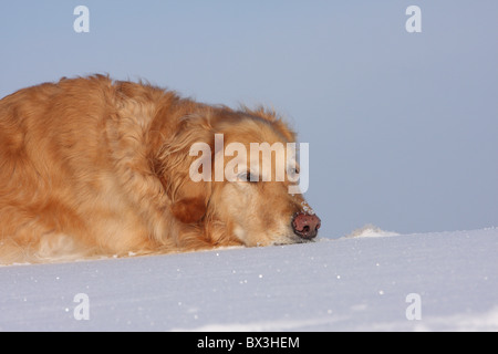 Golden Retriever dans la neige Banque D'Images