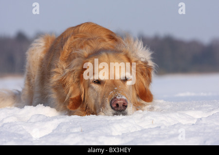 Golden Retriever dans la neige Banque D'Images