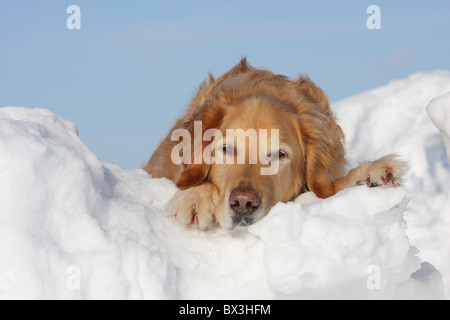 Golden Retriever dans la neige Banque D'Images