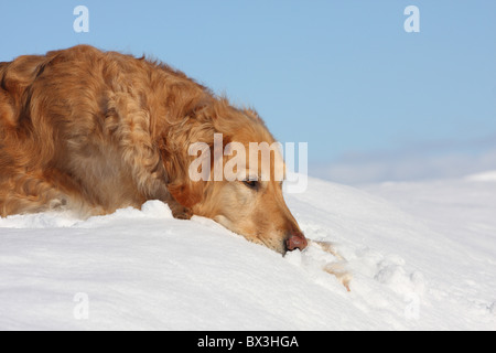 Golden Retriever dans la neige Banque D'Images