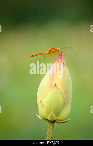 Libellule sur une fleur de lotus Banque D'Images