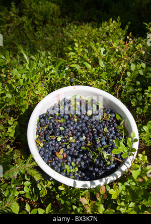 Seau en plastique rempli de bleuets fraîchement cueillis ( vaccinium myrtillus ) , Finlande Banque D'Images