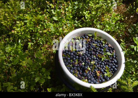 Seau en plastique rempli de bleuets fraîchement cueillis ( vaccinium myrtillus ) , Finlande Banque D'Images