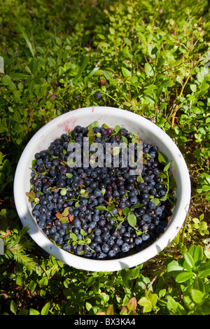 Seau en plastique rempli de bleuets fraîchement cueillis ( vaccinium myrtillus ) , Finlande Banque D'Images