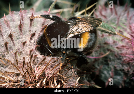 Buff-queue de bourdons (Bombus terrestris) reine de l'alimentation de Caterpillar chiures dans une tête de chardon laineux UK Banque D'Images