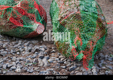 Sapins fraîchement coupés sont enveloppés dans compensation prête pour le transport. Banque D'Images