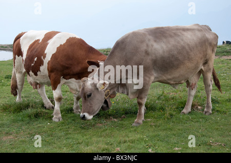 Le bétail au sommet du Monte Baldo, au-dessus de Malcesine sur le lac de Garde en Italie du Nord Banque D'Images