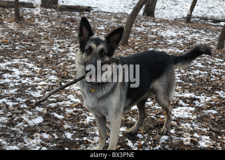 Un chien allemand Shepard tenant un bâton dans sa bouche. Banque D'Images