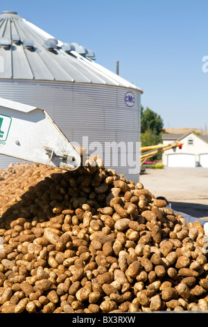 Nouvelle récolte de pommes de terre roussâtres sont chargés sur un camion pour le transport en comté de Canyon, Arizona, USA. Banque D'Images