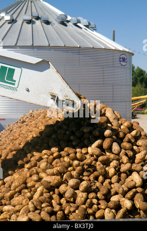 Nouvelle récolte de pommes de terre roussâtres sont chargés sur un camion pour le transport en comté de Canyon, Arizona, USA. Banque D'Images