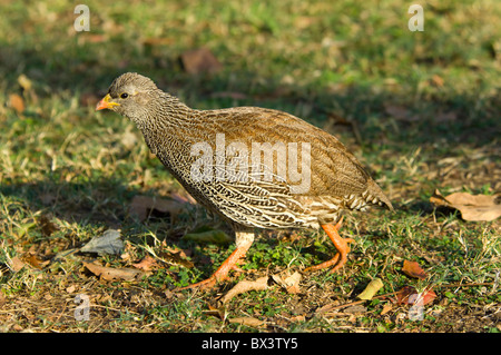 Francolin à bec rouge Pternistis natalensis Natal Parc National Kruger en Afrique du Sud Banque D'Images