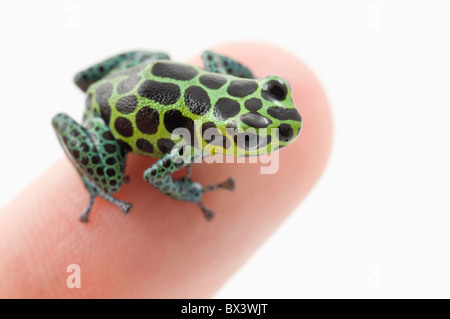 Vert tacheté noir Poison Dart Frog (Ranitomeya imitateur) sur un doigt de la personne Banque D'Images