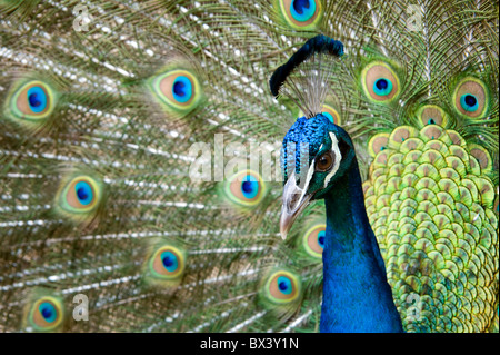 Affichage d'un paon dans les motifs de Featherdale Wildlife Center dans la région des Blue Mountains, près de Sydney, Australie Banque D'Images