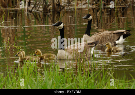 La Bernache du Canada (Branta canadensis), avec de jeunes adultes Banque D'Images