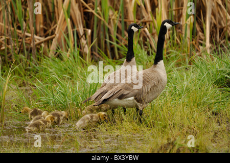 La Bernache du Canada (Branta canadensis), avec de jeunes adultes Banque D'Images