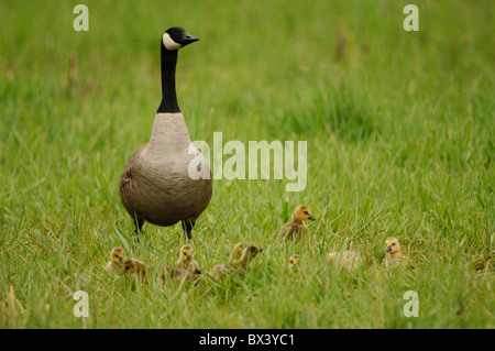 La Bernache du Canada (Branta canadensis), avec de jeunes adultes Banque D'Images