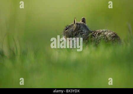 Californie (Spermophilus beecheyi) Banque D'Images