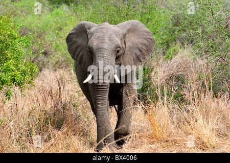 Un éléphant d'Afrique adultes marcher vers la caméra. Le Parc National Kruger, Afrique du Sud. Banque D'Images